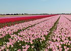 2018-05-04 12-40-04 0008 Bloembollenvelden Hillegom