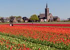 2018-05-04 12-57-52 0010 Bloembollenvelden Hillegom