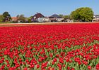 2018-05-04 13-00-09 0013 Bloembollenvelden Hillegom