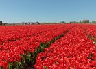 2018-05-04 13-32-05 0028 Bloembollenvelden Hillegom