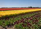 2018-05-04 13-40-49 0030 Bloembollenvelden Hillegom