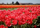 2018-05-04 13-42-29 0033 Bloembollenvelden Hillegom