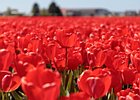 2018-05-04 13-44-59 0039 Bloembollenvelden Hillegom