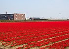 2019-03-22 13-16-05 068 Bollenstreek