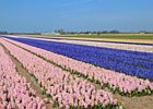 2019-04-05 12-04-39 0003 Bollenstreek