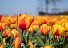 2019-04-05 12-53-47 0020 Bollenstreek