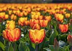 2019-04-05 12-59-36 0027 Bollenstreek