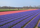 2019-04-05 13-13-08 0040 Bollenstreek
