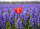 2019-04-05 13-27-46 0045 Bollenstreek