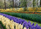 2019-04-07 11-16-31 0001 Keukenhof