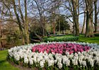2019-04-07 11-31-47 0021 Keukenhof