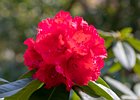 2019-04-07 11-46-58 0036 Keukenhof