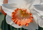 2019-04-07 11-52-34 0043 Keukenhof