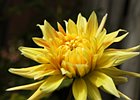 2009-08-16 13-39-00 0001 Dahlia
