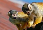 2018-09-29 11-59-38 0005 Dierentuin Wildlands Emmen