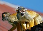 2018-09-29 11-59-39 0006 Dierentuin Wildlands Emmen