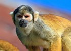 2018-09-29 11-59-48 0007 Dierentuin Wildlands Emmen