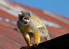 2018-09-29 12-00-41 0009 Dierentuin Wildlands Emmen