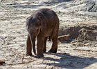 2018-09-29 12-05-48 0011 Dierentuin Wildlands Emmen