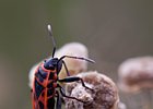 2011-07-18 0026 Kever
