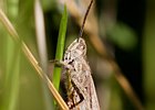 2011-07-03 19-14-25 0094 Krekel