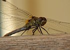 2007-08-05 12-17-08 - 0002 Libel