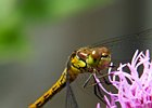 2008-07-20 12-34-56_0074 Libel