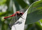 2010-07-18 15-56-51 0118 Libel