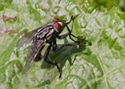 2010-07-18 16-01-26 0121 Vlieg
