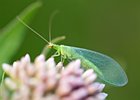 2011-07-10 20-56-14 0063 Groene gaasvlieg