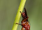 2012-05-19 10-58-07 0293 Insekten