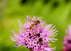 2008-07-20 10-58-35_0016 Zweefvlieg