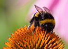 2010-07-17 16-22-33 0008 Hommel