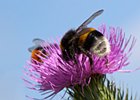 2010-07-18 16-19-39 0176 Hommel