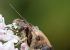 2011-06-26 14-44-22 0026 Zweefvlieg