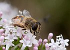 2011-06-26 14-44-45 0031 Zweefvlieg