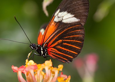 Vlindertuin Leidschendam