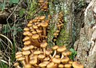 2008-10-19 15-21-23 0009 Paddestoelen