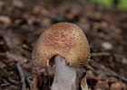 2010-08-28 13-18-52 0007 Paddestoelen