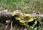 2010-08-29 14-22-11 0001 Paddestoelen