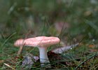 2010-08-29 14-36-22 0075 Paddestoelen