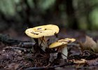 2010-08-29 15-02-23 0079 Paddestoelen