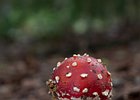 2010-08-29 15-07-17 0081 Vliegenzwam