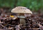 2010-08-29 17-06-58 0154 Paddestoelen