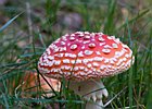 2011-10-01 13-57-00 0046 Vliegenzwam