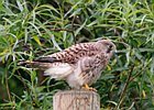 2020-06-07 14-28-39 0015 Torenvalk