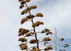 2017-09-25 12-06-02 0015 Carbo Carvoeiro