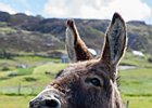 2015-06-14 11-36-55 0007 Fanad Head