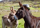 2015-06-14 11-37-48 0010 Fanad Head