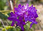2015-06-11 12-42-55 0029 Glenveagh National Park & Castle